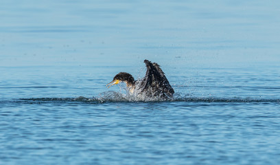 Obraz premium junger Kormoran beim baden