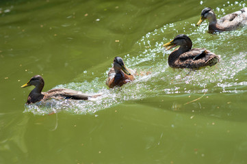 Enten im Strom