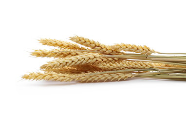 Dry wheat ears, grain isolated on white background