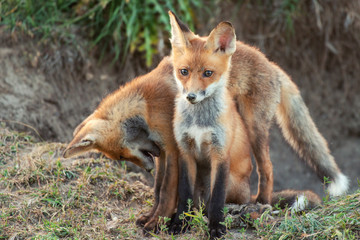 Two Little Red Fox near his hole