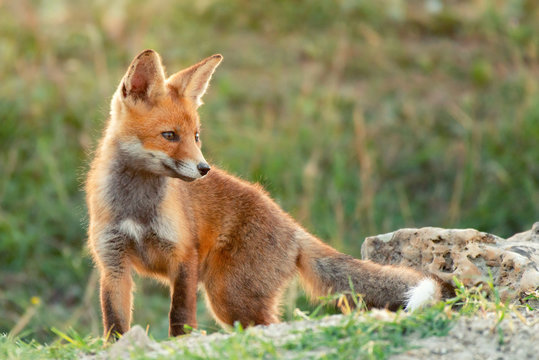 Little Red Fox near his hole