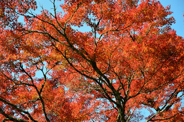 萌える紅葉