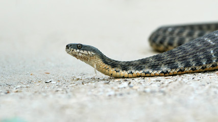 Water snake at the seashore