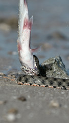 Water snake swallows fish