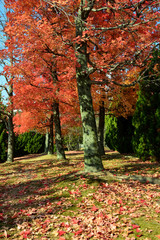 色づく公園、フウの紅葉