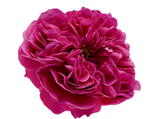 Petals pink tea rose