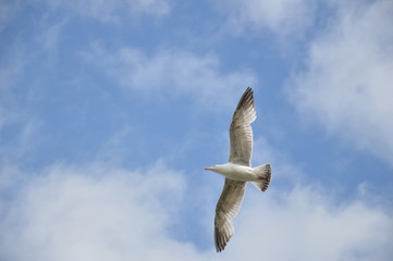 seagull flying