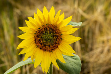 Sunflower natural background, Sunflower blooming.