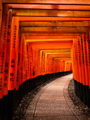 Fototapeta premium Torii tunnel of Fushimi inari