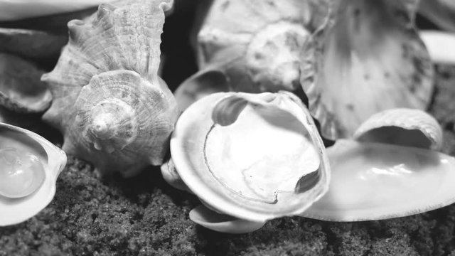 A lot of sea mollusks shells are rotating smoothly. Different types and kinds. Pearl production