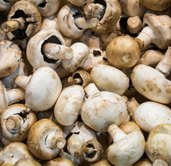 white mushrooms collected