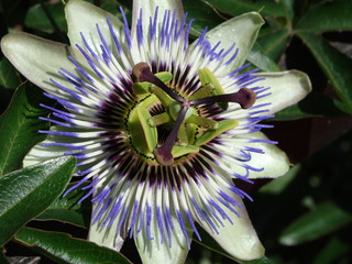 Pasiflora flower during spring in full blossom near forest.