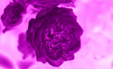 Art photo rose petals isolated on the natural blurred background with clipping path. Closeup. For design, texture, background. Nature.