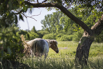 Horses in a paddock