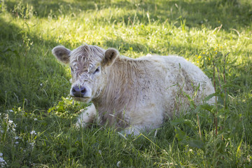 Galloway cattle resting in the shade