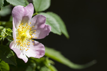 Blossom of a pink dogrose (Rosa corymbifera)