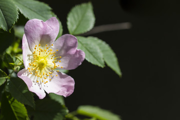 pink-colored dogrose (Rosa corymbifera)