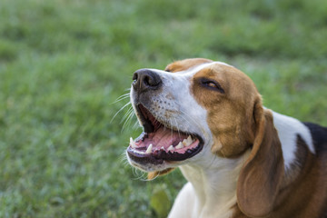 tired yawning dog (Beagle)