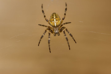 Macro of a garden spider (Araneus diadematus)