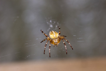 Garden Spider (Araneus diadematus) sits on her web