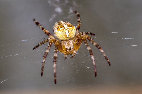 Garden Spider (Araneus diadematus) - macro shot