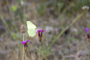 Lemon butterfly (Gonepteryx rhamni) sitting on a carnation (Dianthus armeria)