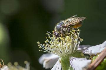 Bee collects pollen