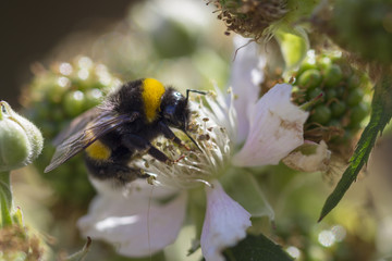 Bee sits on a blackberry blossom