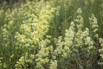 The northern lab weed (Galium boreale)