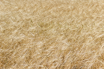 Background texture - ripe cereal field