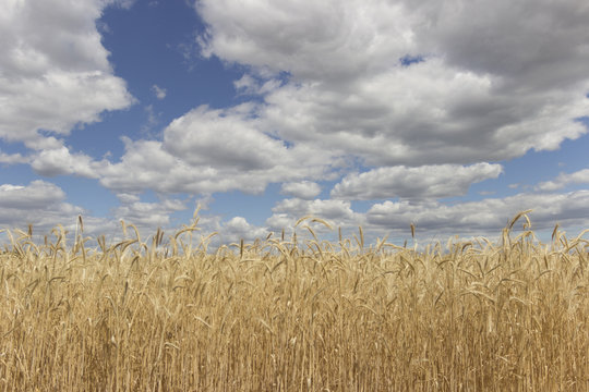 ripe cereal field under cloudy sky
