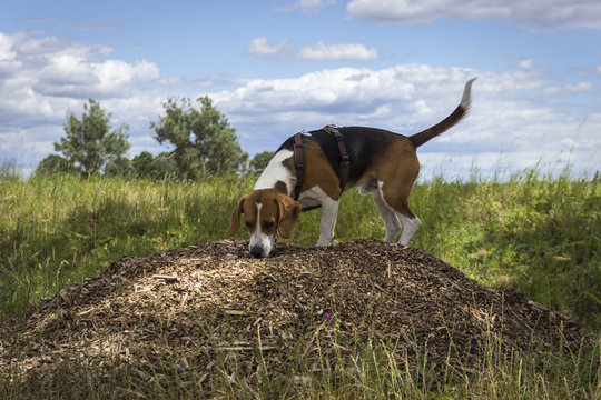 Beagle stands on a small mulch hill