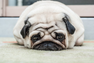 The pug lies on the floor and looks sad eyes