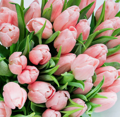 Fototapeta premium Red tulip flowers