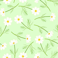White Cosmos Flower on Green Background