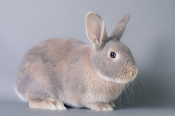 Gorgeous fluffy baby bunny rabbit with huge ears on a seamless gray background