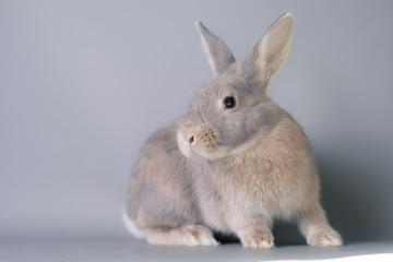 Gorgeous fluffy baby bunny rabbit with huge ears on a seamless gray background