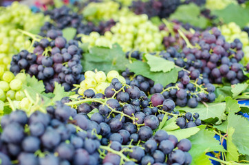 ripe bunches of grapes