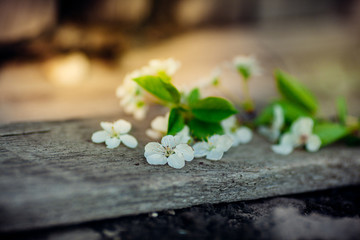 Spring background with white cherry blossoms and rustic wooden table for a easter decoration