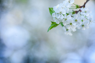 Cherry blossoms against a blue sky