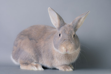 Gorgeous fluffy baby bunny rabbit with huge ears on a seamless gray background