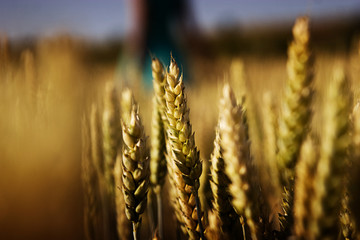 Ripe ears of wheat in the sunlight