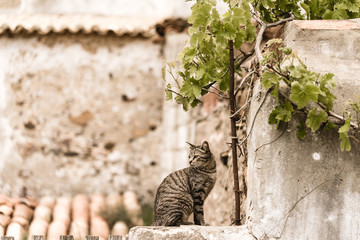 A cat on the wall