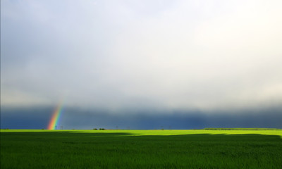  a natural background with bright colorful rainbow in the distance on the horizon of a green field in the village in summer
