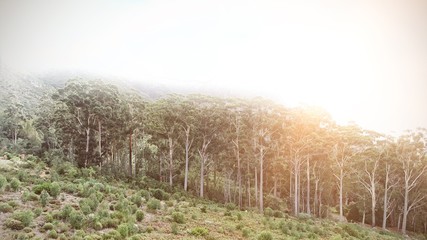 Forest under sunset sunbeams