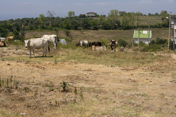 Bahçede gezinen hayvanlar