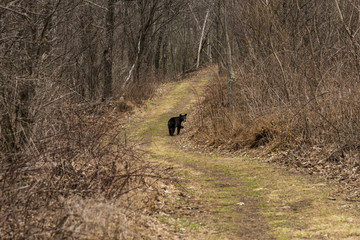 Black bear cub crossing a path trail