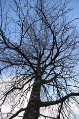 Bare Tree in Winter