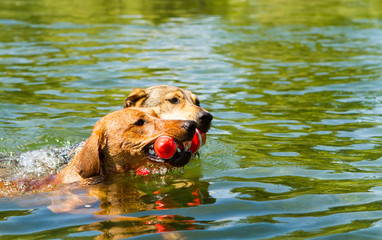 Dogs teamwork