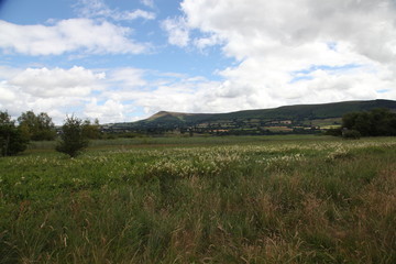 Field and Trees in Brecon Beacons